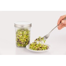 Brotes recién hechos con el tarro del set para germinados Kilner